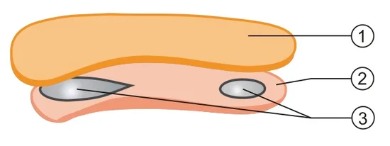 Topas слоеви